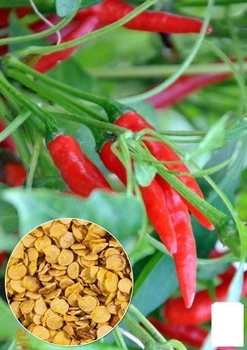 На развес Перец острый "Чили" Agro-Market цена за 2г (22305)
