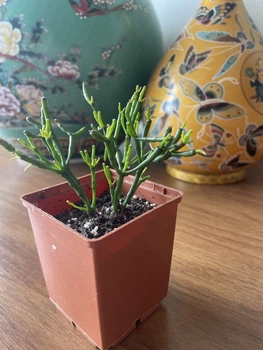 Суккулент Хатиора солеросовая (Hatiora salicornioides), контейнер 7*7*8 см (s021s)
