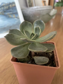 Сукулент Ехеверія Марром (Echeveria Marrom), контейнер 7*7*8 см (s006s)