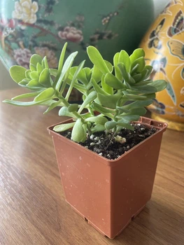 Сукулент Седум компресум (Sedum compressum), контейнер 7*7*8 см (s020s)