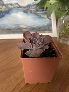 Суккулент Эхеверия Неон брекерз (Echeveria Neon Breakers), контейнер 7*7*8 см (s014s)