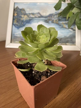 Суккулент Эониум древовидный (Aeonium arboreum), контейнер 7*7*8 см (s011s)