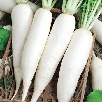 Семена Дайкон Титан 1г Kitano Seeds