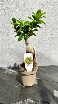 Фікус бонсай Гінсенг Мікрокарпа (Ficus Ginseng Microcarpa) 9х30 см. (10275)