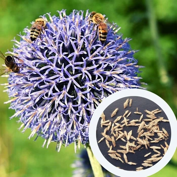 Мордовник насіння 50 грамм (около 2500 шт) (Echinops sphaerocephalus) головатень шароголовый крутай круглоголовий медонос сухоцвет