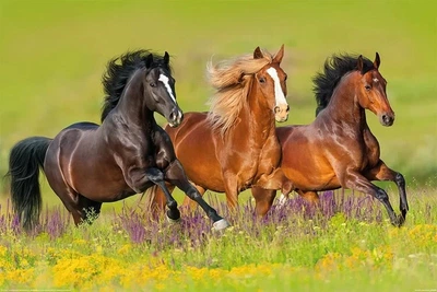 Плакат Horses - Run (Постер) (8596289064168)