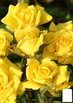 Роза мелкоцветковая (спрей) "Еллоу Бейби" (Yellow Babe®)(саженец класса АА+) высший сорт (36218)