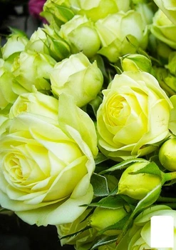 Роза мелкоцветковая (спрей) "Lovely Green" (саженец класса АА+) высший сорт (51929)