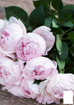 Троянда флорибунда "Peony Pink"(Піоні Пінк) (51249)