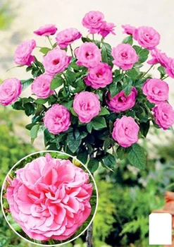 Роза штамбовая "Rosarium Vetersen" (саженец класса АА+) высший сорт (36254)