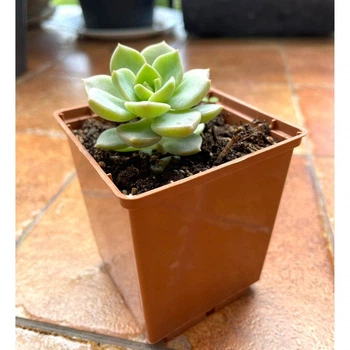 Сукулент Ехеверия Лола (Echeveria Lola), контейнер 7*7*8 см (s032s)