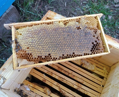 Мед в сотах Разнотравье Знатный Мед Альпийского улья 300 г