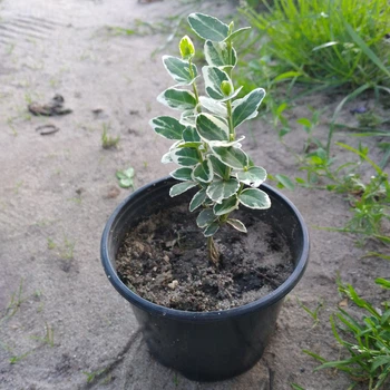 Саджанці Бересклета Форчуна Емеральд Гаєті (Euonymus fortunei Emerald Gaiety)