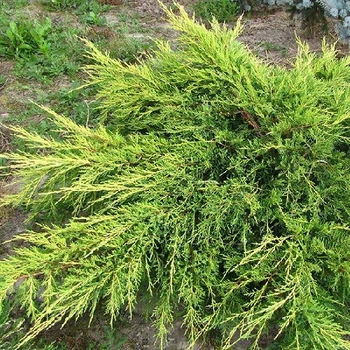 Ялівець середній "Голд Кіссен" Gold Kissen D 25-40 (контейнер С7.5) LeGarden