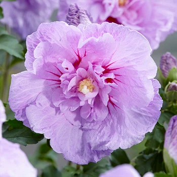 Саженцы Яскрава Гибискус махровый Lavender Chiffon (контейнер 1.0 л) (54145)