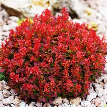 Саженцы Яскрава Барбарис Red Jewel контейнер 0.5 л (41116)