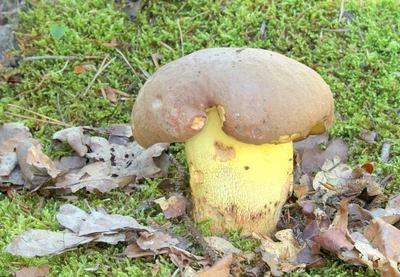 Міцелій Болета укоріненого, Boletus appendiculatus 100 г