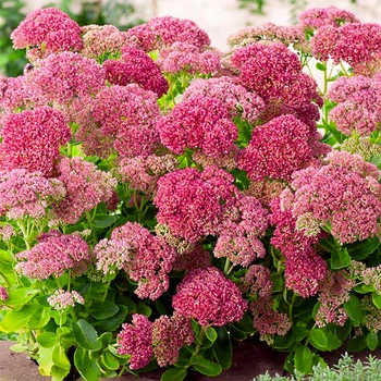 Саджанці Яскрава Седум (Очиток) Herbstfreude (контейнер 0.8 л) (46014)