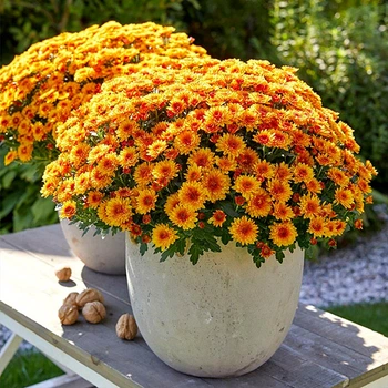 Саджанці Яскрава Хризантема Lively Red Bicolor контейнер 0.5 л (48167)