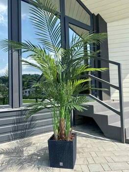 Пальма катея у квадратному чорному горщику