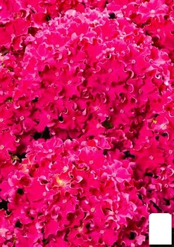 Гортензія крупнолистова кучерява "Curly Sparkle Hot Pink" (64431)