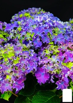 Гортензия крупнолистная курчавая "Curly Sparkle Blue Purple" (64472)