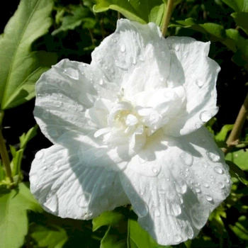 Гібіскус сирійський махровий "Білий Шифон" (ЗКС) LeGarden