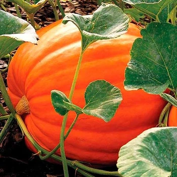 Семена Тыква Биг Макс 100г Hortus