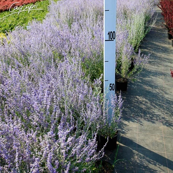 Перовския лебедолистная 'Little Spire'. Контейнер 0,5 л