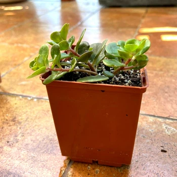 Суккулент Седум Макино (Sedum makinoi) (s041s)