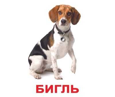 Породы собак с фактами. Карточки Домана. Вундеркинд с пелёнок. Ламинированные
