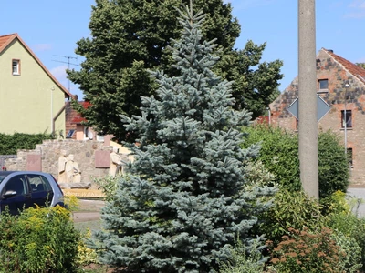 Ялина Blue Mountain Н1м