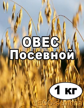 Насіння Овес посівний, від 1 кг на вагу