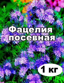 Насіння Фацелія медонос від 1 кг на вагу
