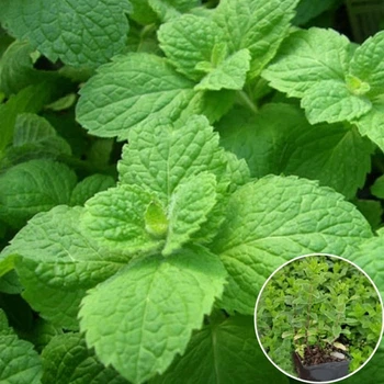 М'ята перцева Spearmint (Жуйка) в горщику 0,5 л