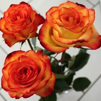 Алмазная мозаика ColorArt 20х20 Букет роз DD1206