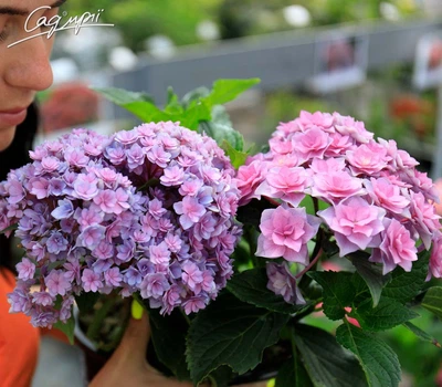 Гортензия крупнолистная 'You and Me Together Rose'®. Контейнер 2л