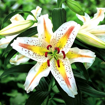 Луковицы Яскрава Лилия низкорослая Garden Party (42450) (1шт)