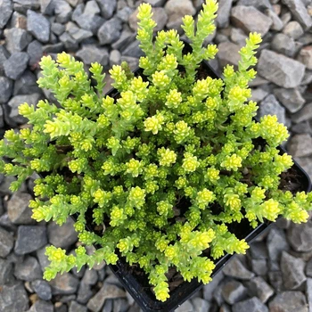 Очиток їдкий. Контейнер 0,5 л