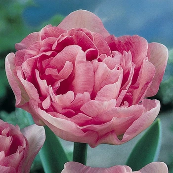 Цибулини Яскрава Тюльпан Махровий Angelique (30961) (3шт)