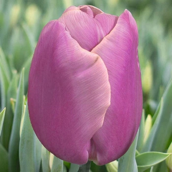 Цибулини Яскрава Тюльпан Тріумф Holland Beauty (31033) (3шт)