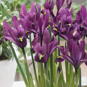 Цибулини Яскрава Ірис Reticulata J.S. Dijt (31097) (5шт)
