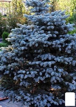 Ялина блакитна "Majestic Blue" (горщик P9) (48724)