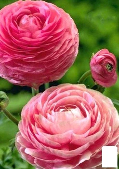 Лютики (Ранункулюс) "Pink 987" (розмір 5/6, великий) 5шт в упаковці (17273)