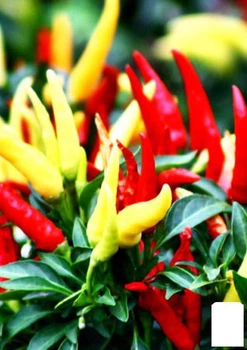 Перец острый "Рапира" Agro-Market 20шт (46061)