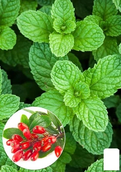 М'ята Барбарисова Якима (Mentha spicata Yakima) (49829)