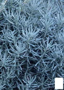 Талл карри (Helichrysum angustifolia Tall Curry) (49832)