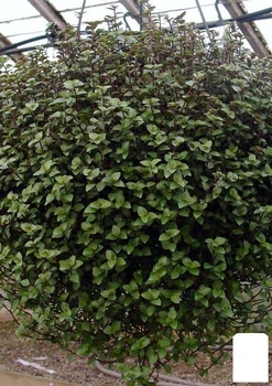 Каллизия ползучая "Repens Green" (64356)