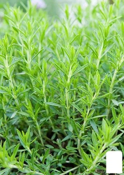 Тархун – естрагон (Artemisia dracunculus) (49830)