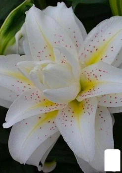 Лілія Розоподібна "Roselily Sita" (52089)